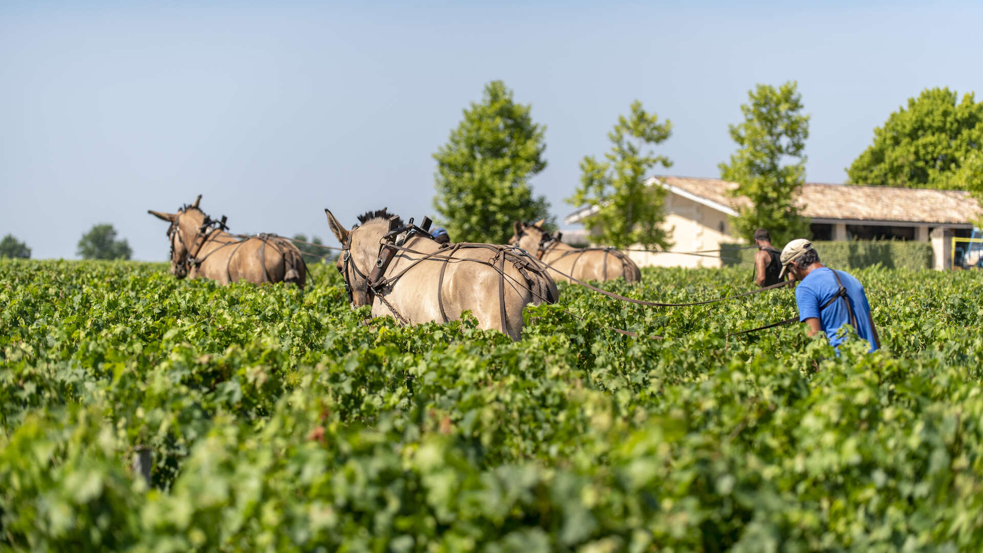 Exploring the Enchanting Vineyards of Bordeaux: A Traveler's Guide - Sustainability in Bordeaux Vineyards